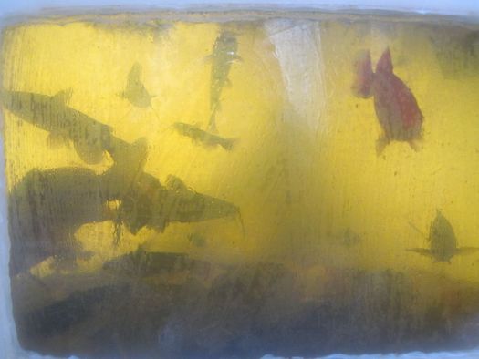 Radix Center fish in aquaculture tank